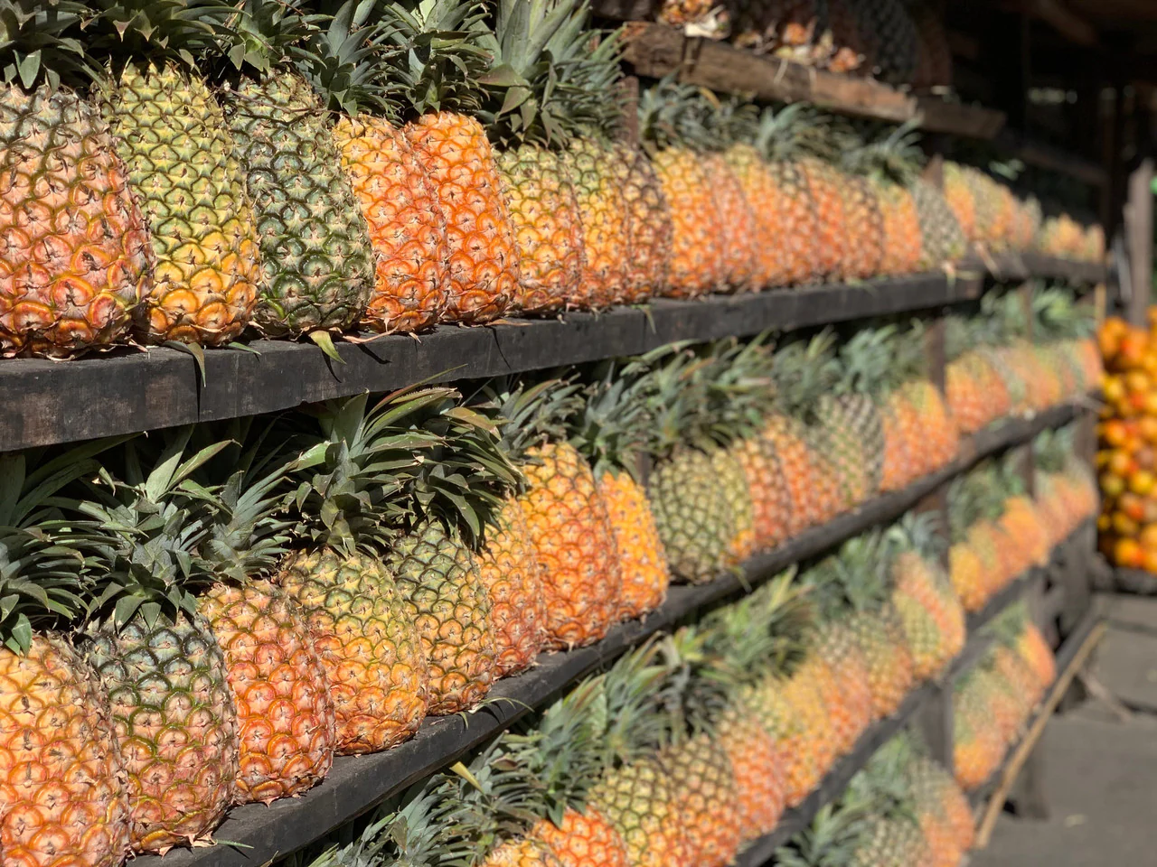 Pineapple Process - Image 5