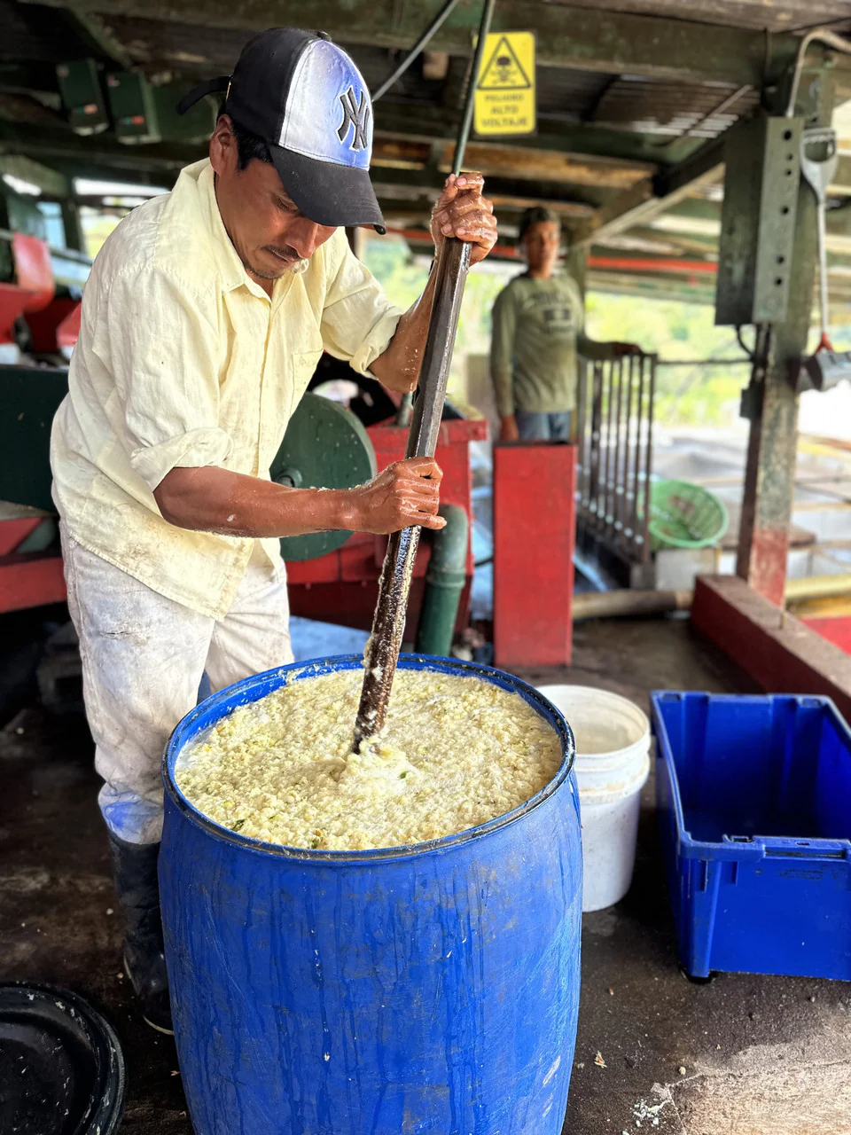Pineapple Process - Image 9